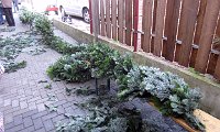 IMG 8595