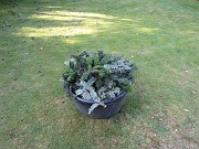 IMG_2207