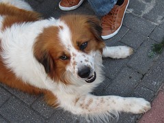 IMG_5528