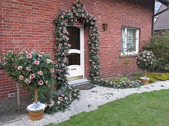 IMG_5530