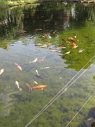 IMG_9291