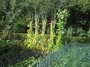 IMG_9296