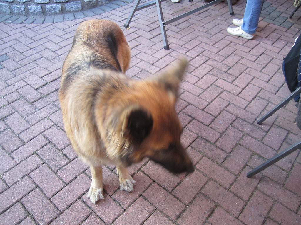 IMG_3806.JPG