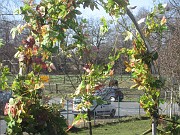 IMG_0525